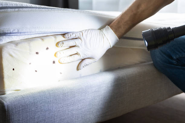Best Emergency Pest Control  in North Wildwood, NJ